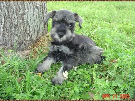 Miniature Schnauzer Puppies