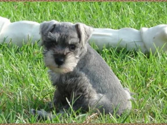 Miniature Schnauzer Puppies