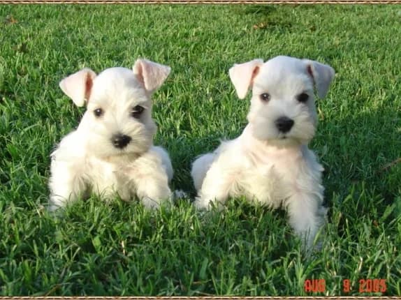 Miniature Schnauzer Puppies