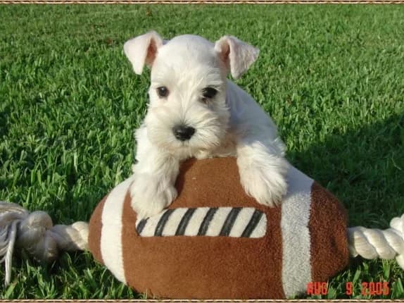 Miniature Schnauzer Puppies