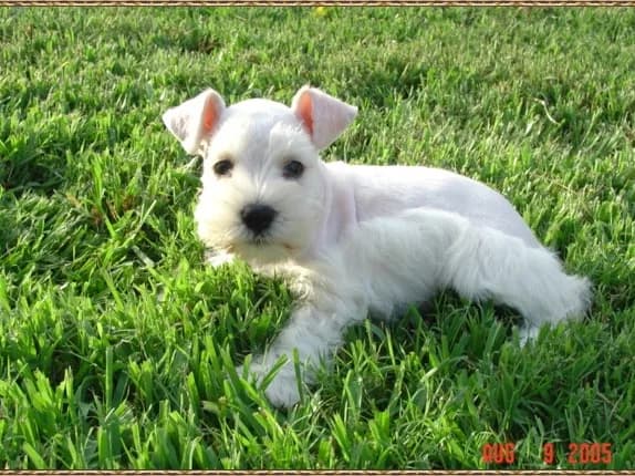Miniature Schnauzer Puppies