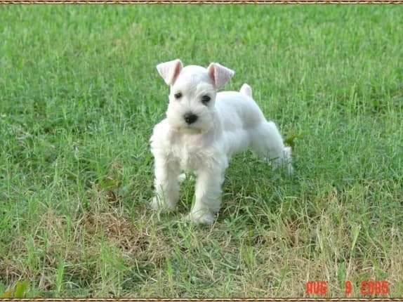 Miniature Schnauzer Puppies
