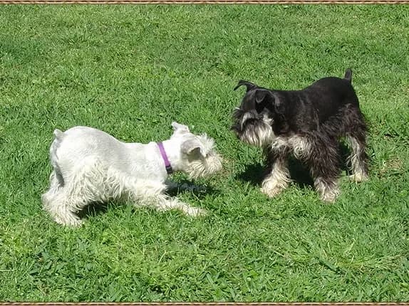 Miniature Schnauzer Puppies