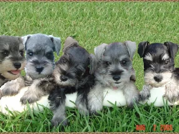 Miniature Schnauzer Puppies