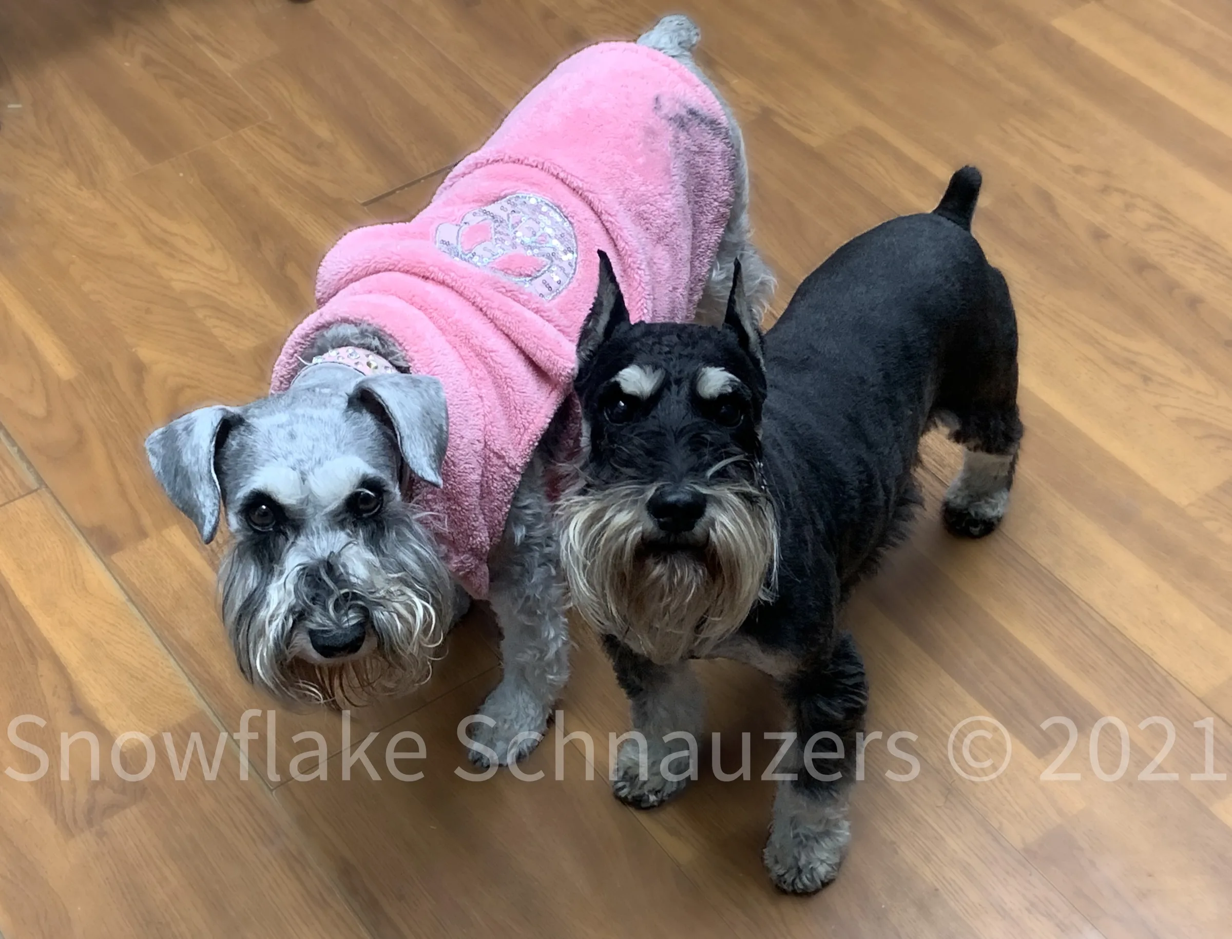 Snowflake Schnauzers miniature schnauzer