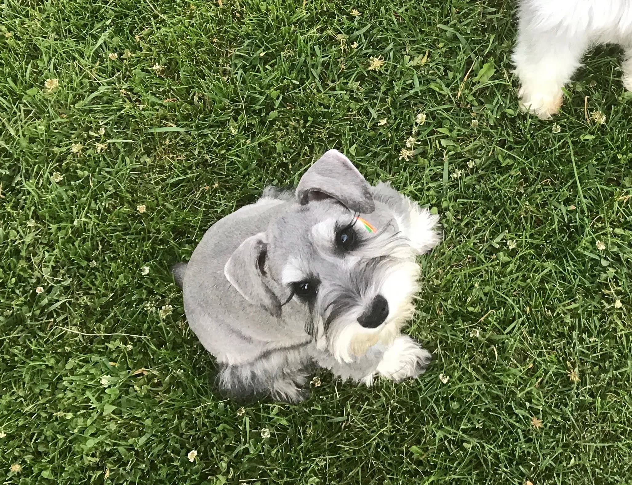 Snowflake Schnauzers miniature schnauzer