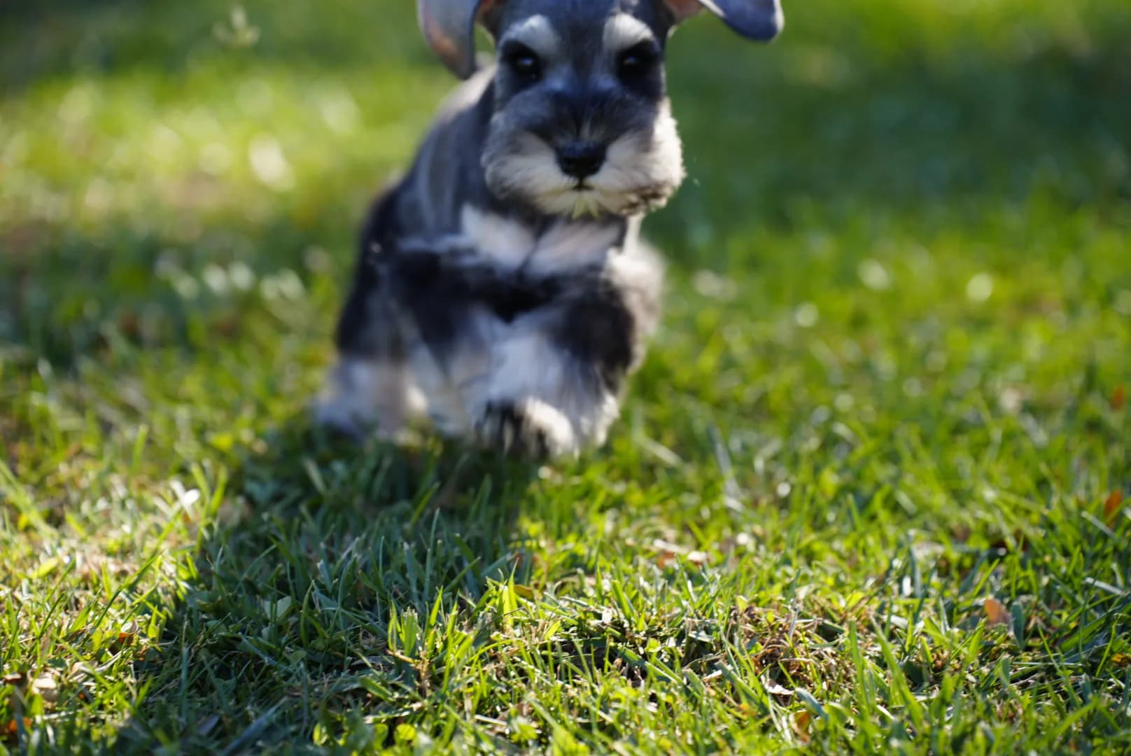 Snowflake Schnauzers miniature schnauzer