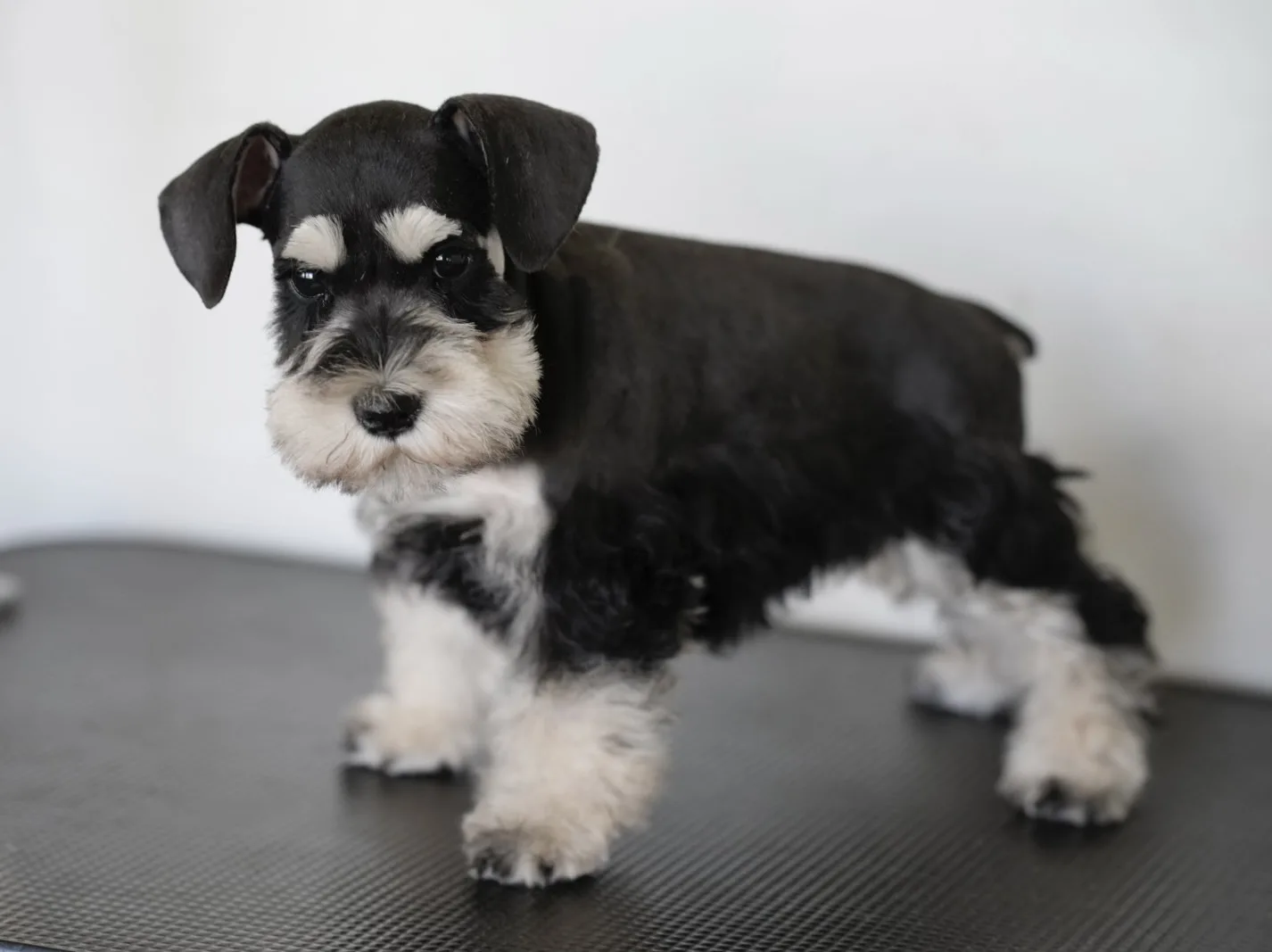 Snowflake Schnauzers miniature schnauzer