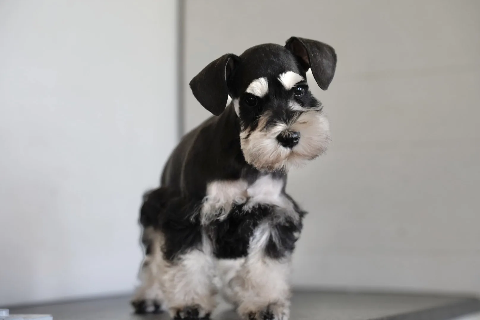 Snowflake Schnauzers miniature schnauzer