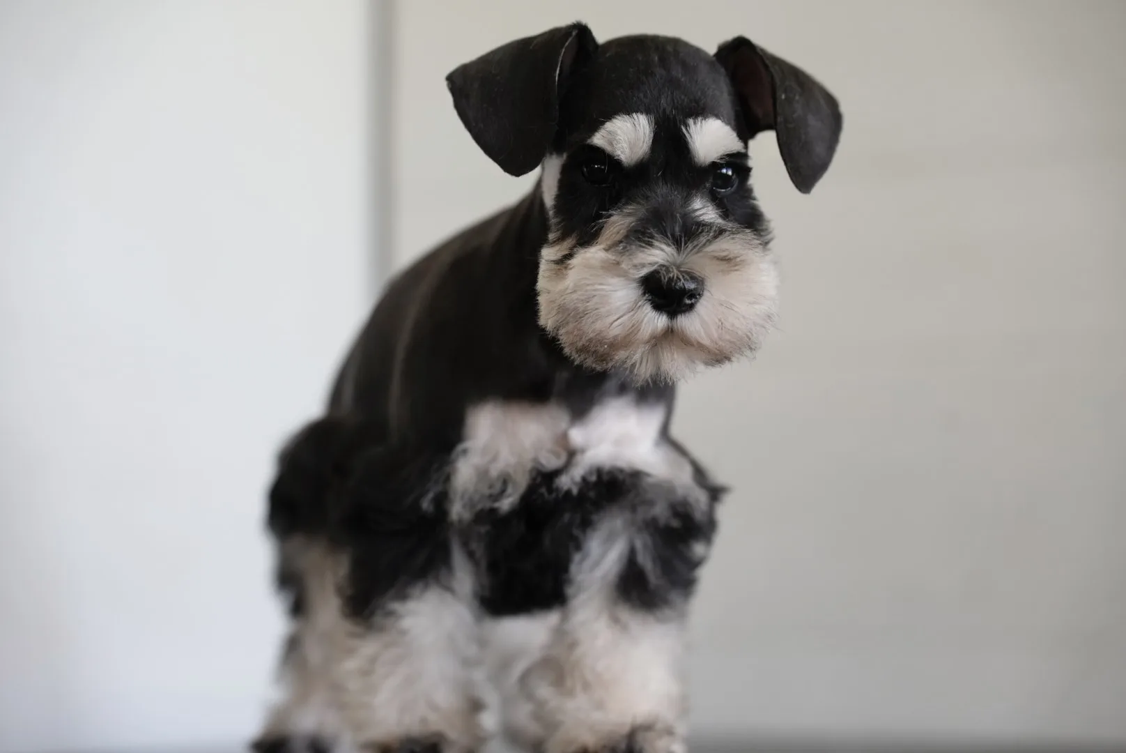 Snowflake Schnauzers miniature schnauzer