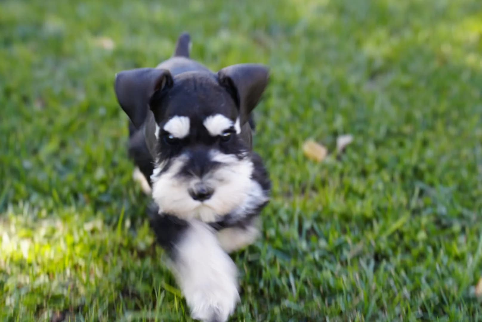 Snowflake Schnauzers miniature schnauzer