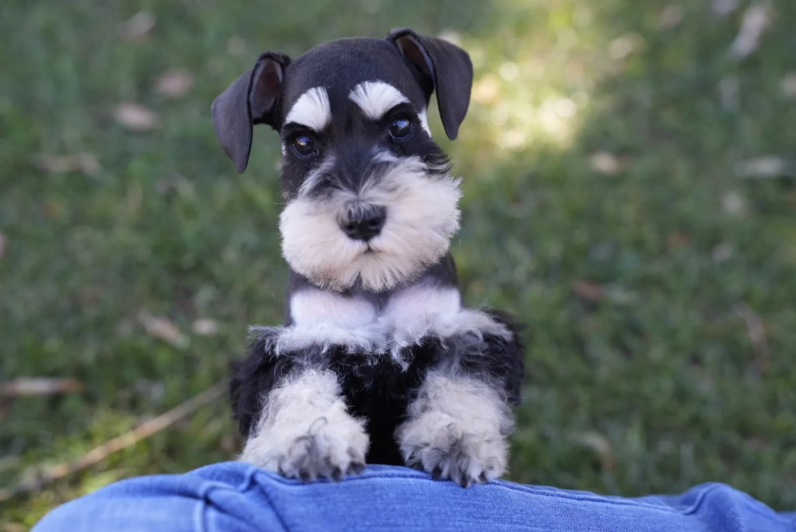 Snowflake Schnauzers miniature schnauzer