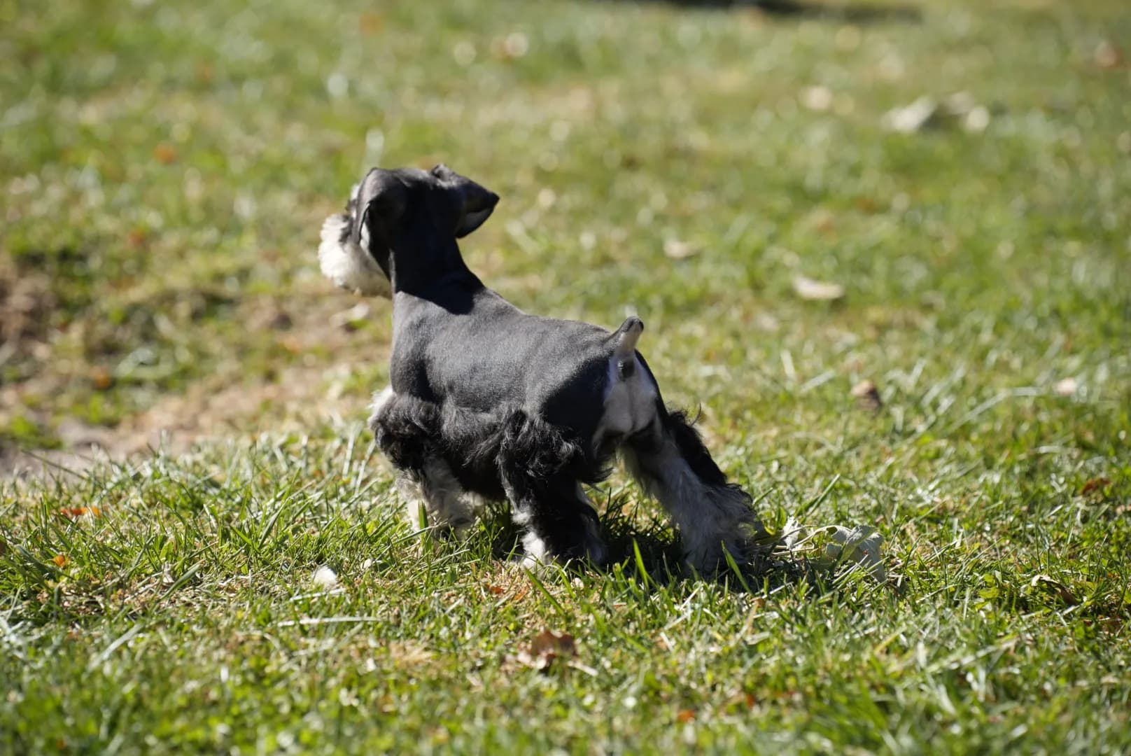 Snowflake Schnauzers miniature schnauzer