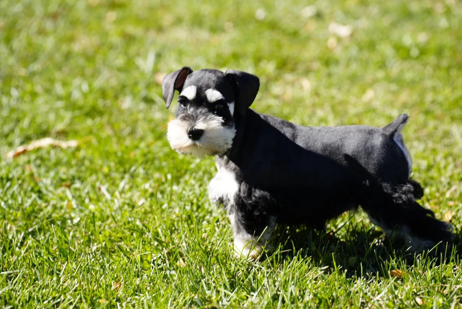 Snowflake Schnauzers miniature schnauzer