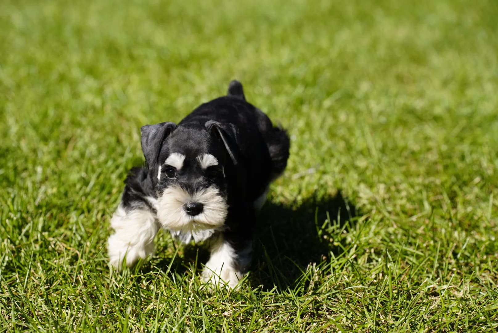 Snowflake Schnauzers miniature schnauzer