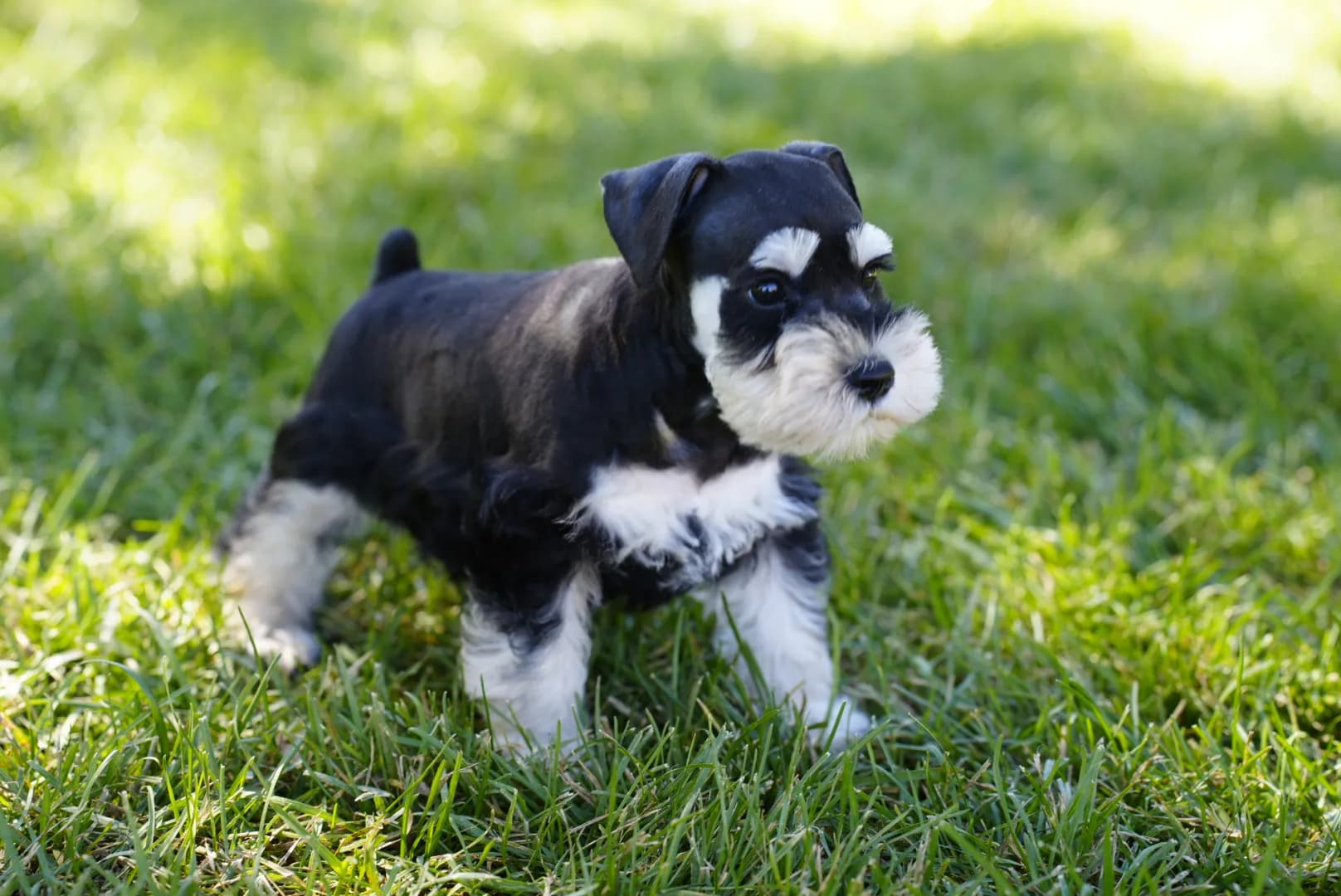 Snowflake Schnauzers miniature schnauzer