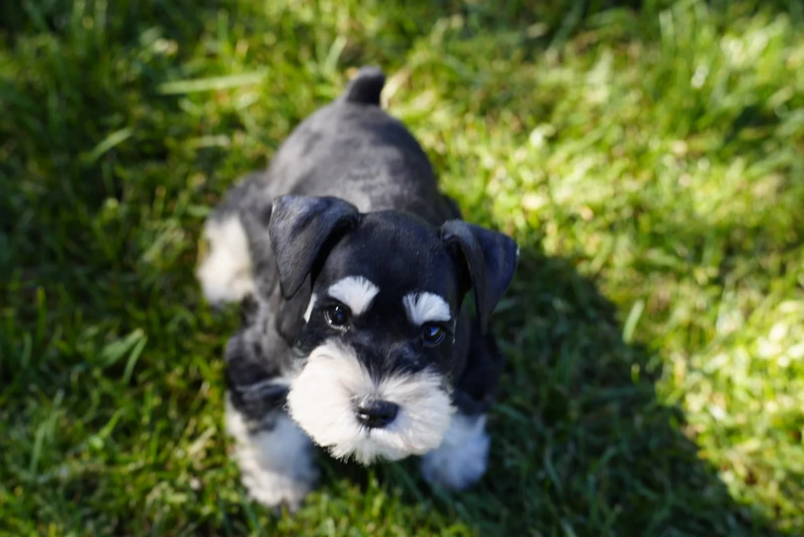 Snowflake Schnauzers miniature schnauzer