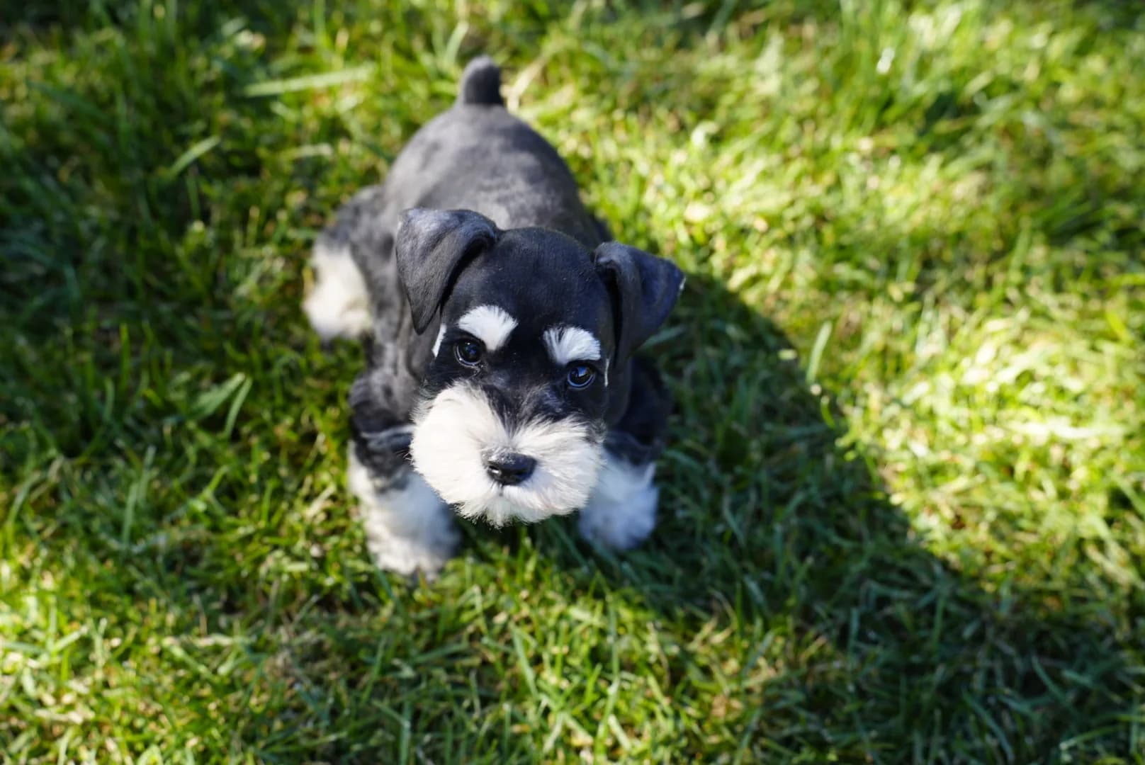 Snowflake Schnauzers miniature schnauzer