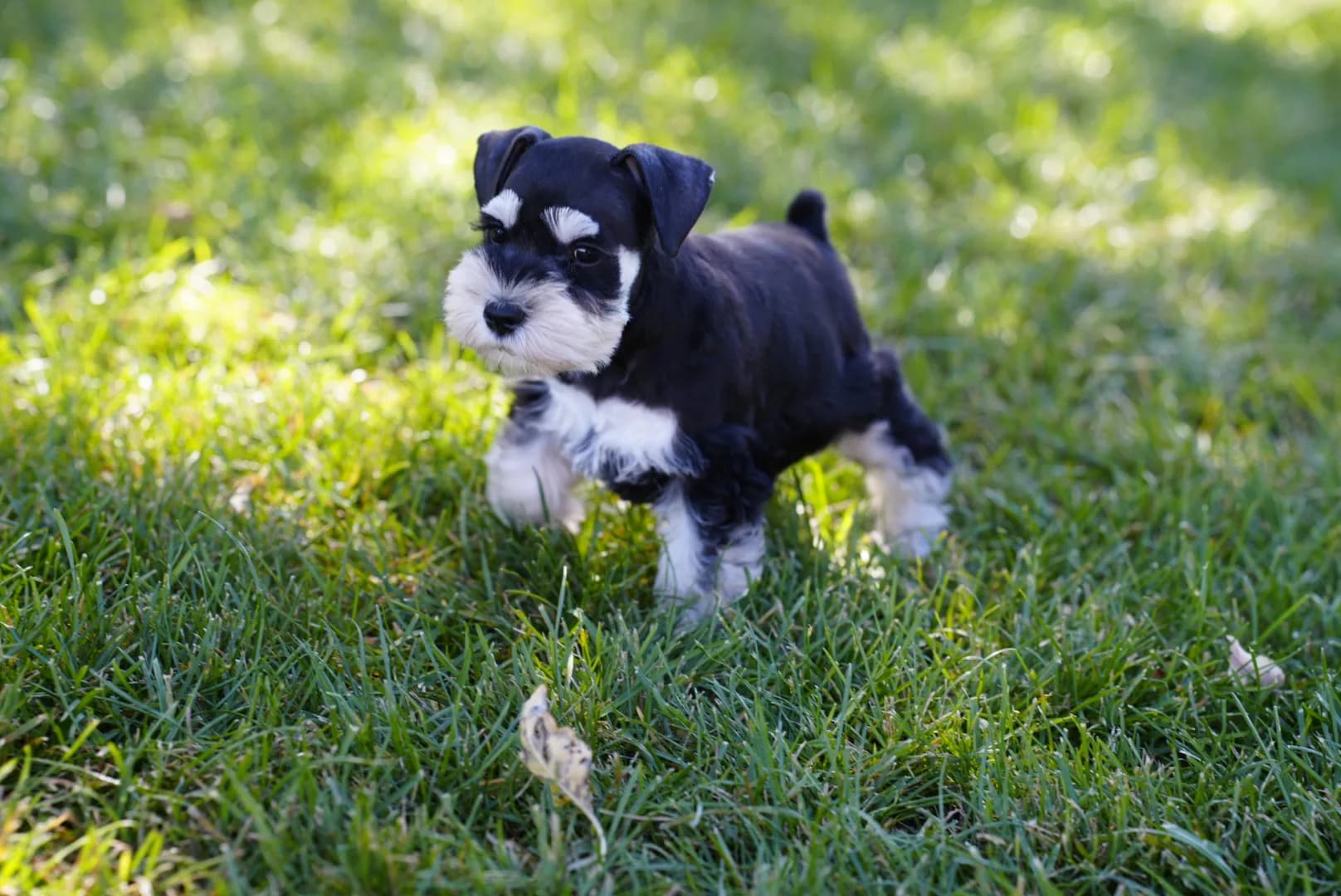 Snowflake Schnauzers miniature schnauzer