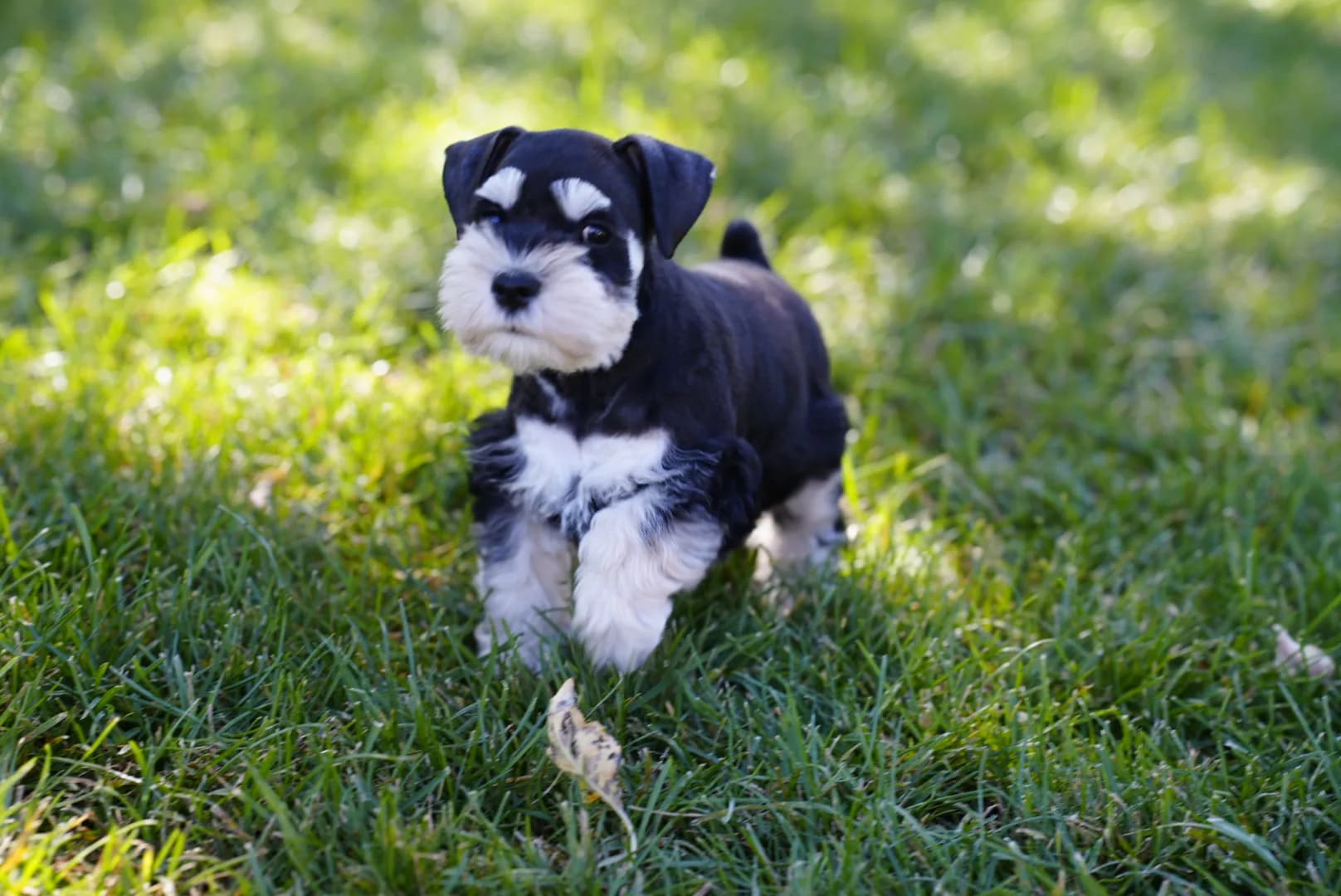 Snowflake Schnauzers miniature schnauzer