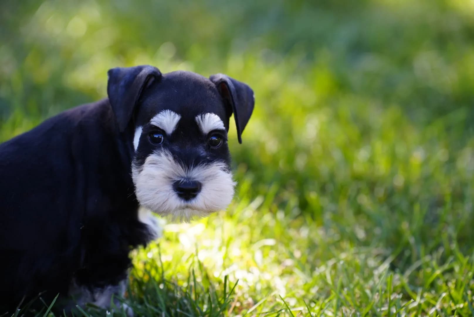 Snowflake Schnauzers miniature schnauzer