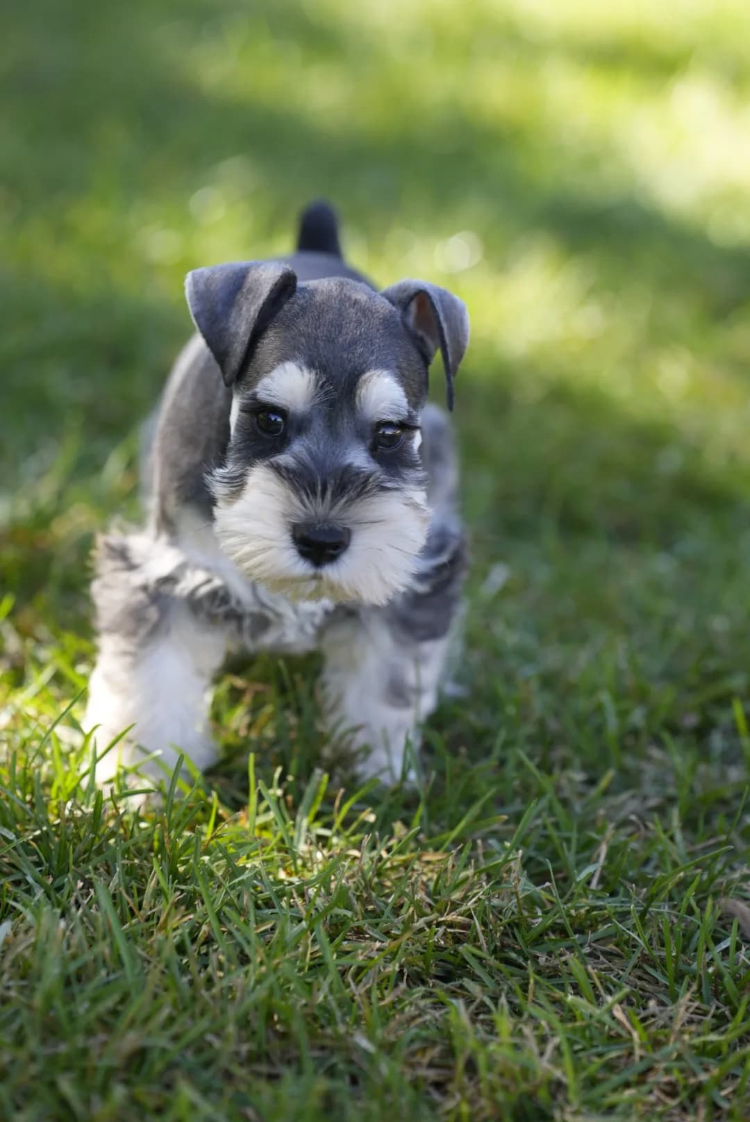 Snowflake Schnauzers miniature schnauzer