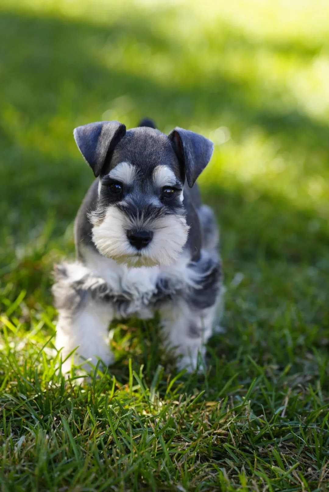 Snowflake Schnauzers miniature schnauzer