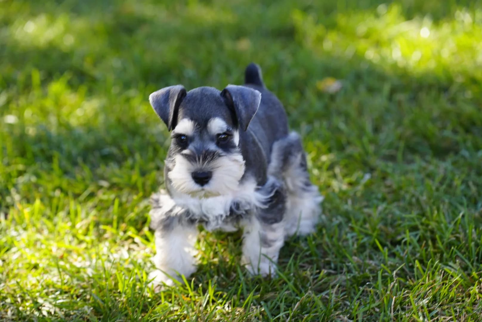 Snowflake Schnauzers miniature schnauzer