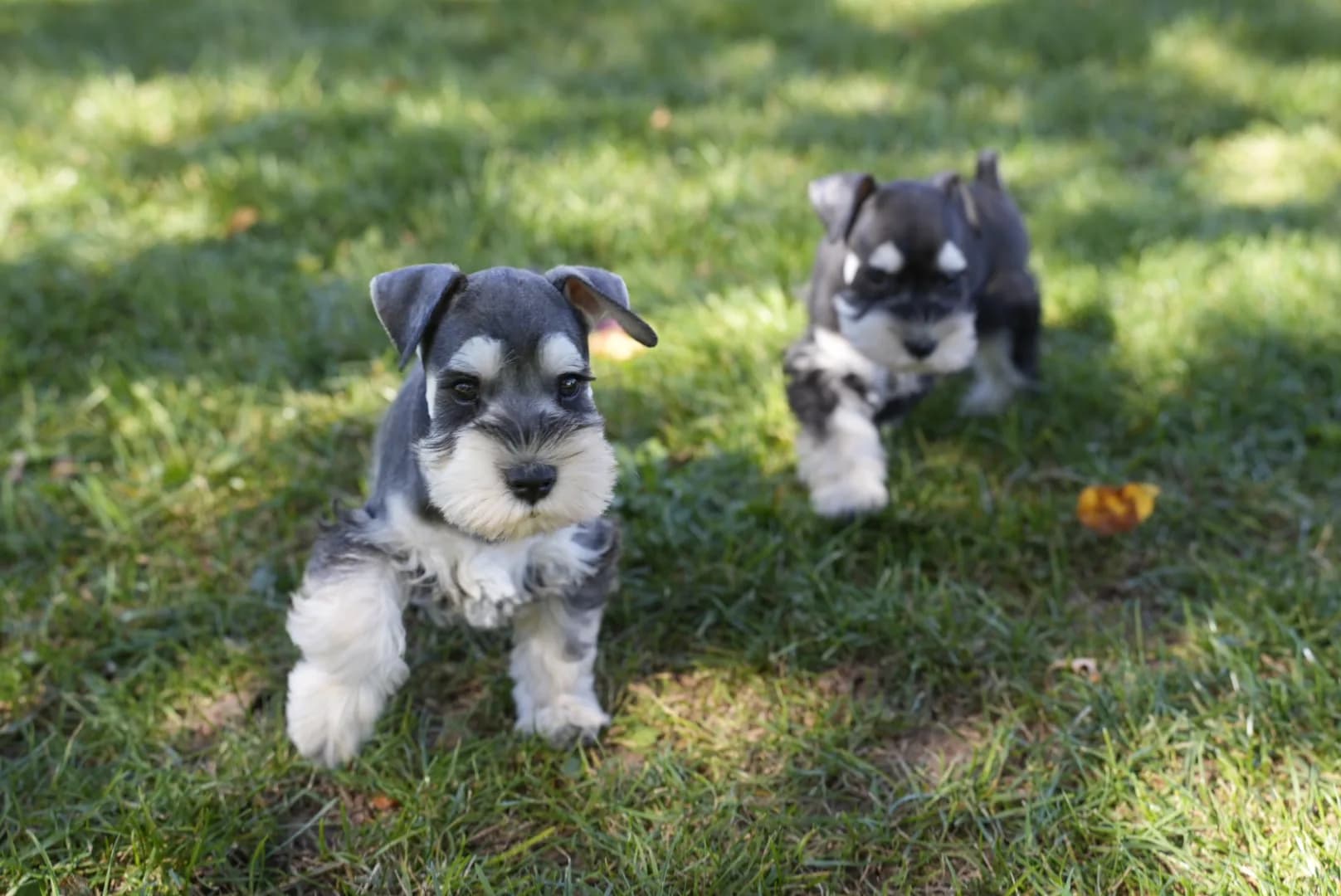 Snowflake Schnauzers miniature schnauzer