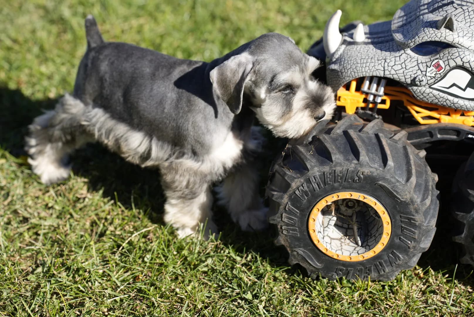 Snowflake Schnauzers miniature schnauzer