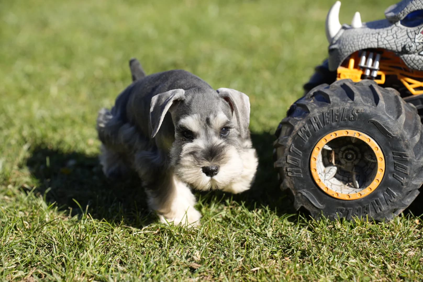 Snowflake Schnauzers miniature schnauzer