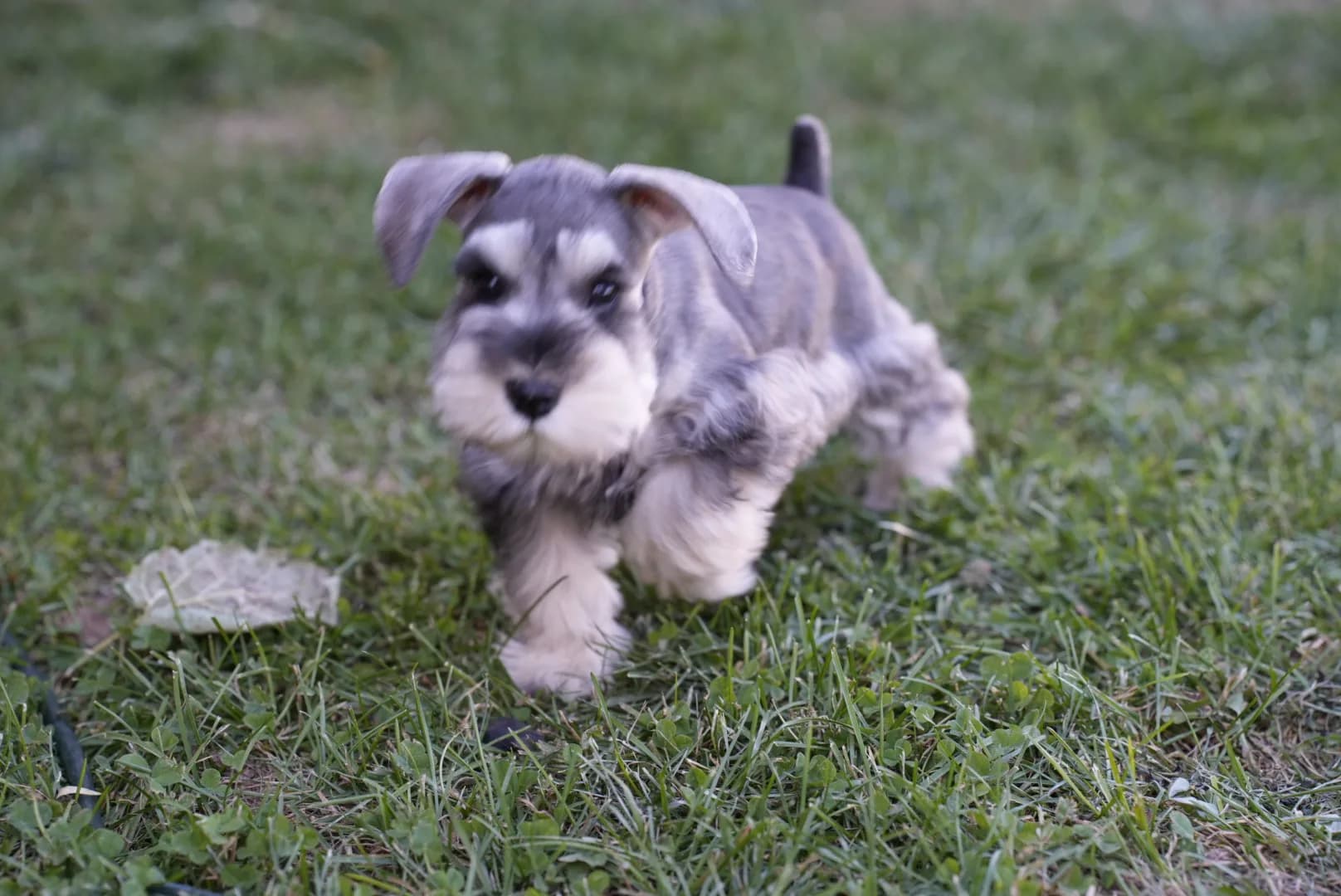 Snowflake Schnauzers miniature schnauzer