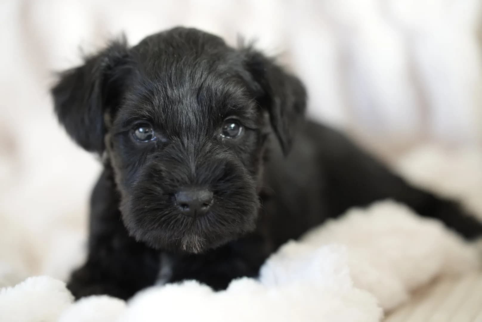 A newborn black miniature schnauzer puppy on a white blanket