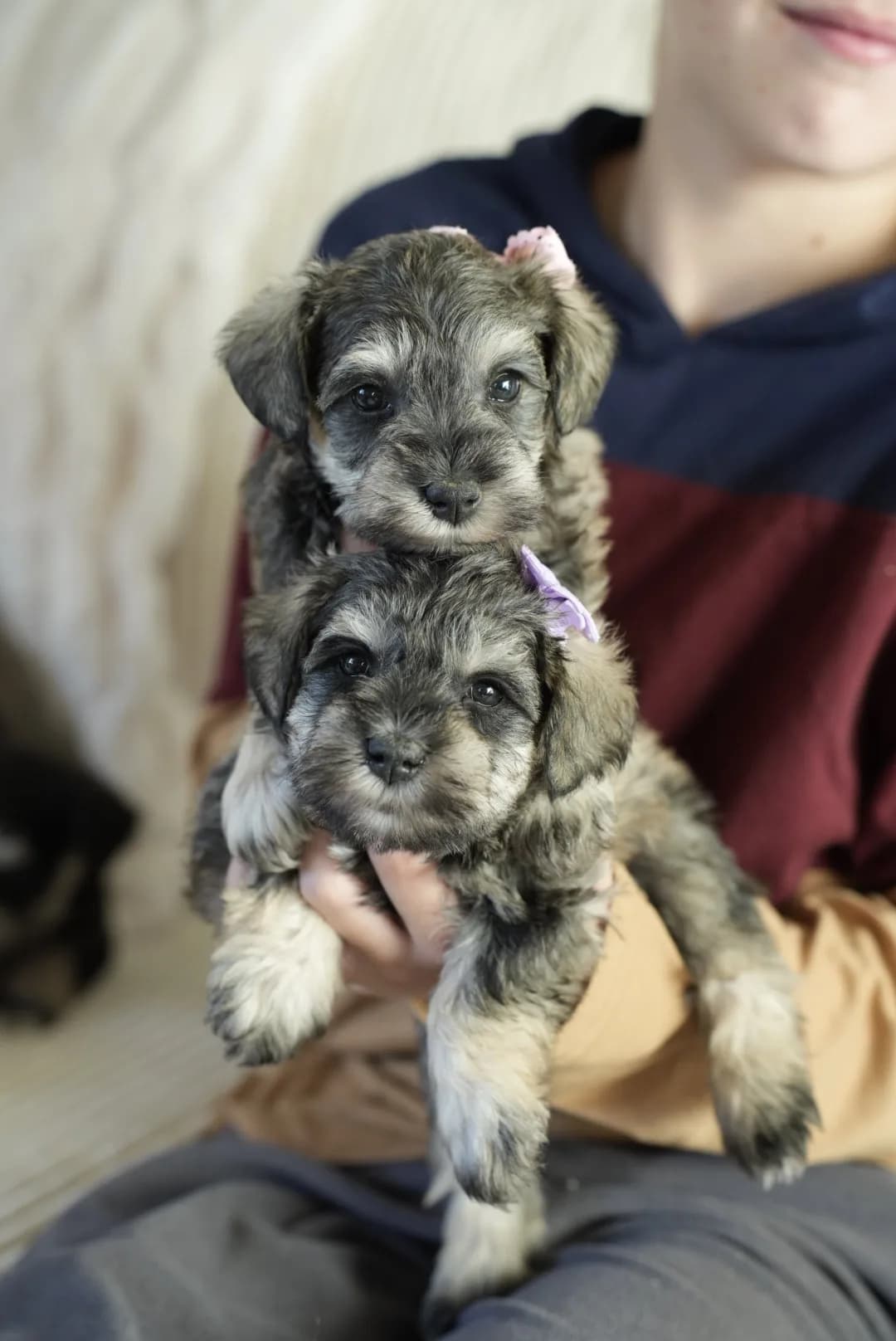 Snowflake Schnauzers miniature schnauzer