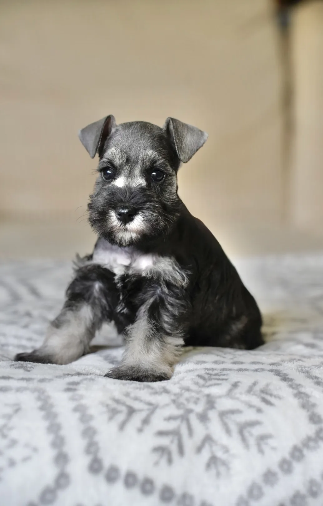 Snowflake Schnauzers miniature schnauzer