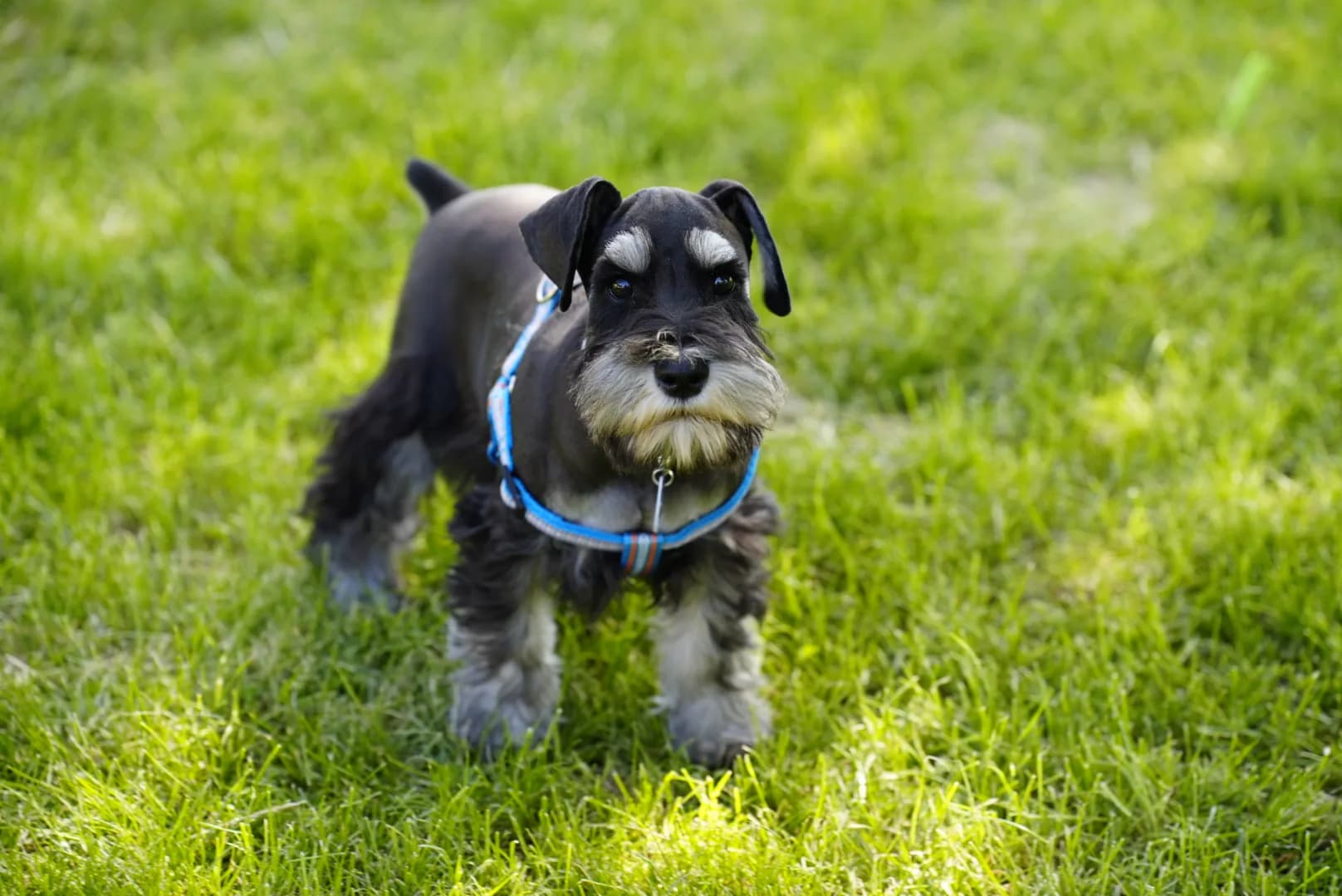 Snowflake Schnauzers miniature schnauzer
