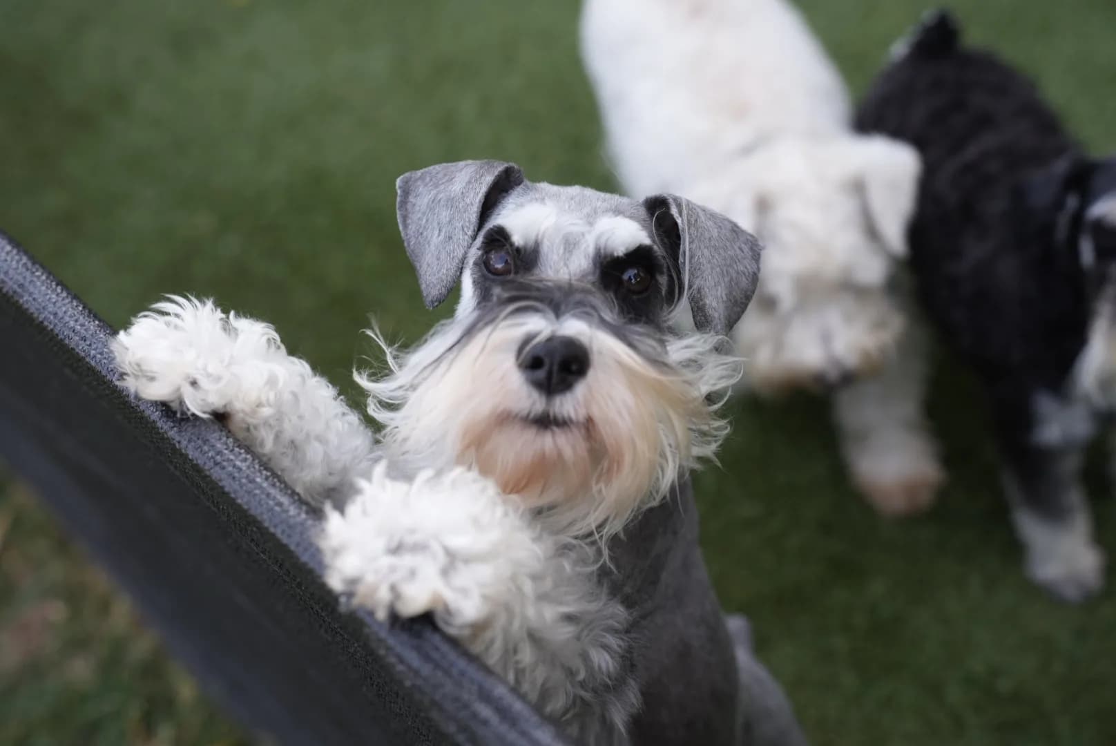 Snowflake Schnauzers miniature schnauzer