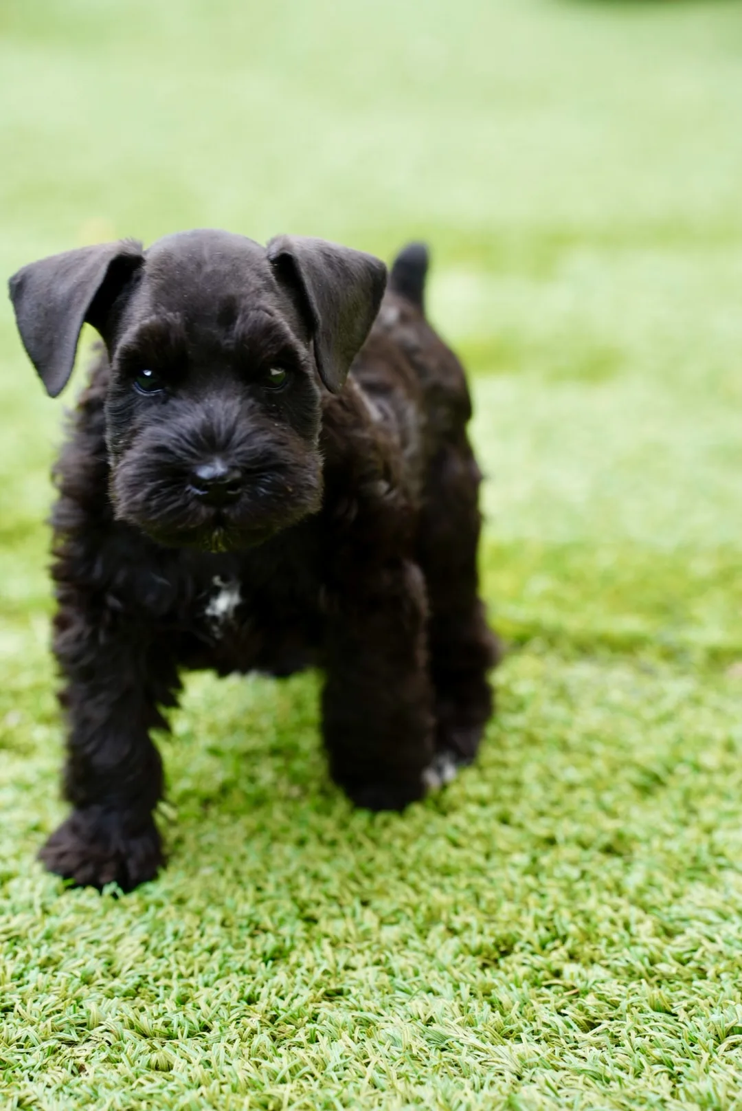 Snowflake Schnauzers miniature schnauzer