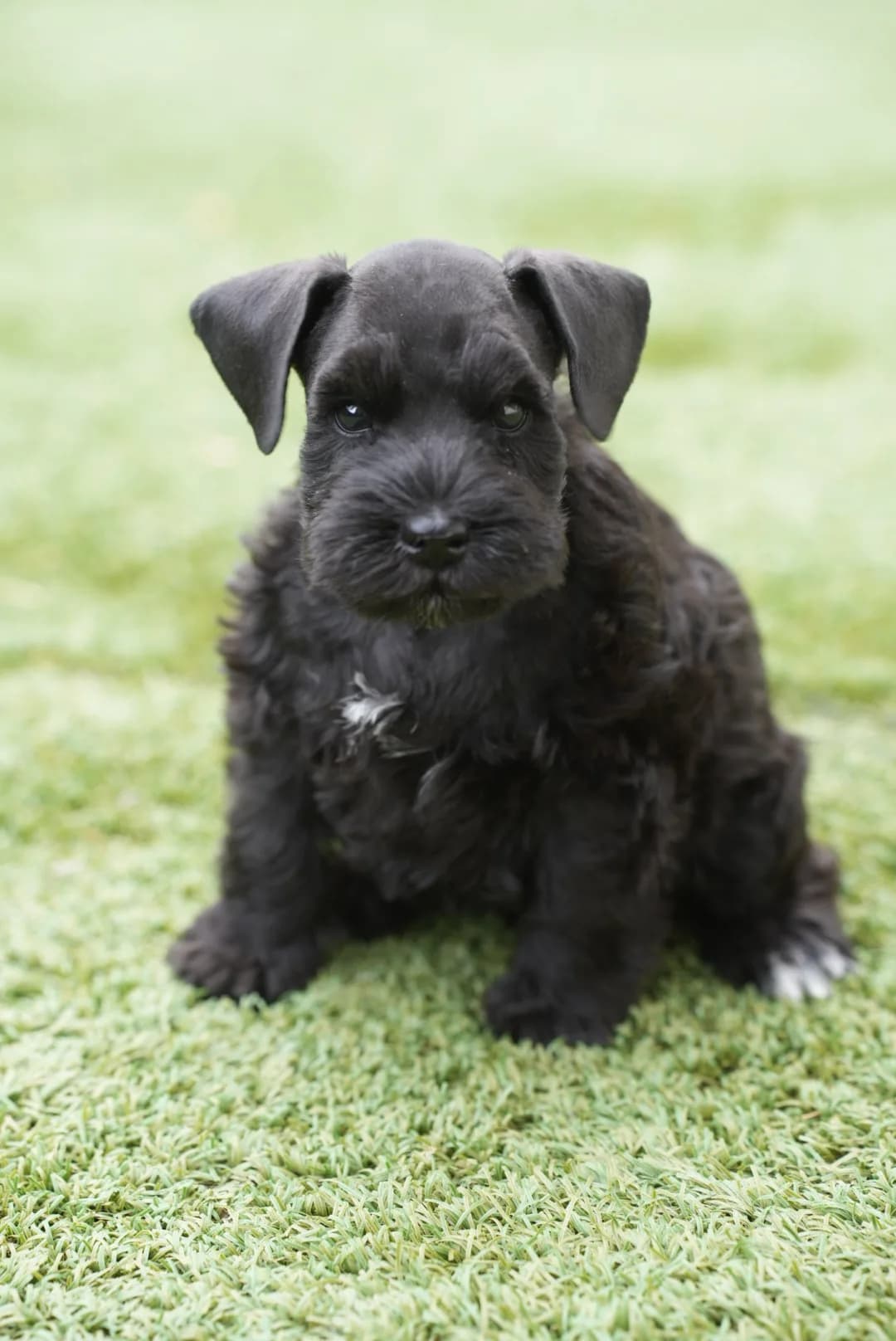 Snowflake Schnauzers miniature schnauzer