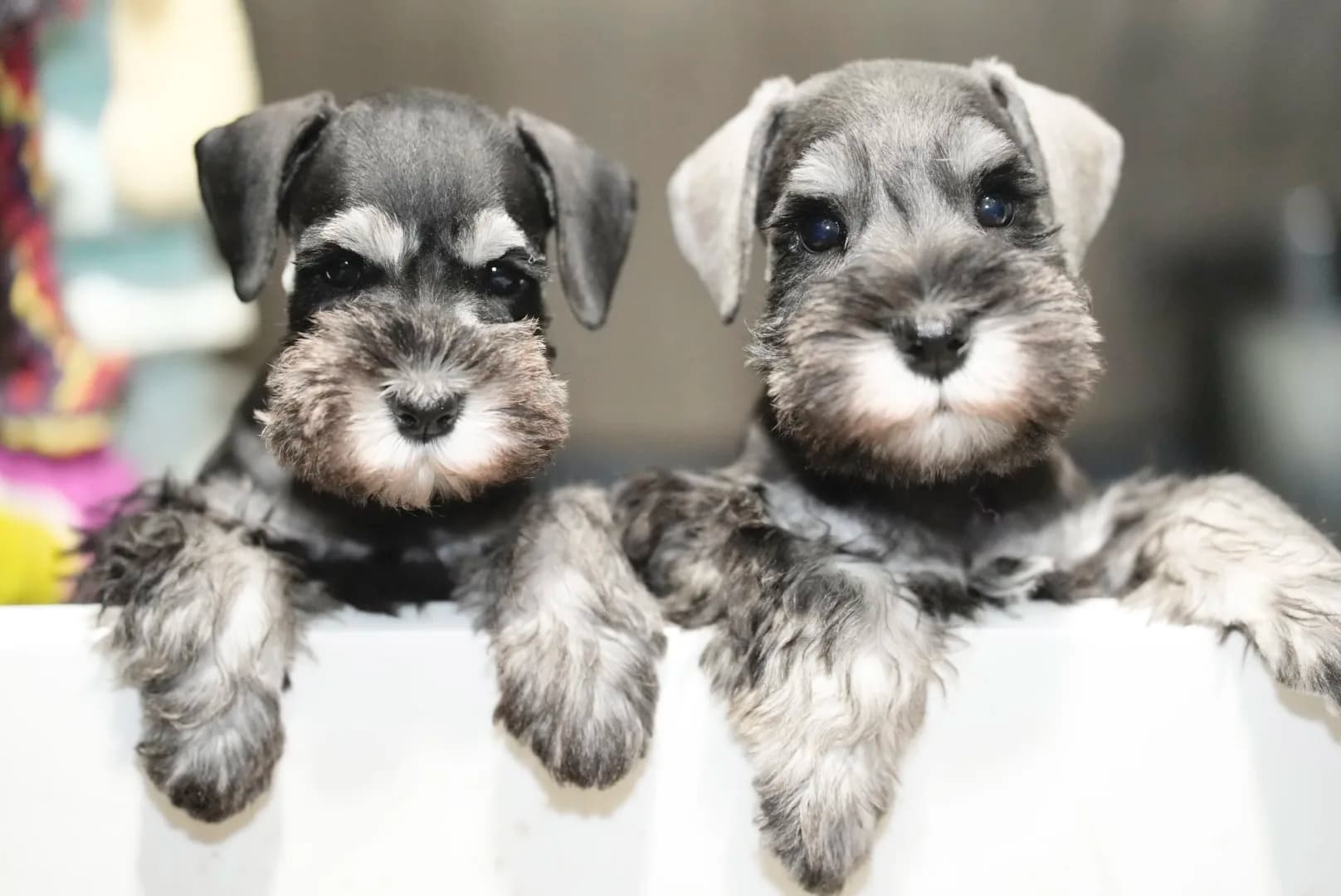 Snowflake Schnauzers miniature schnauzer