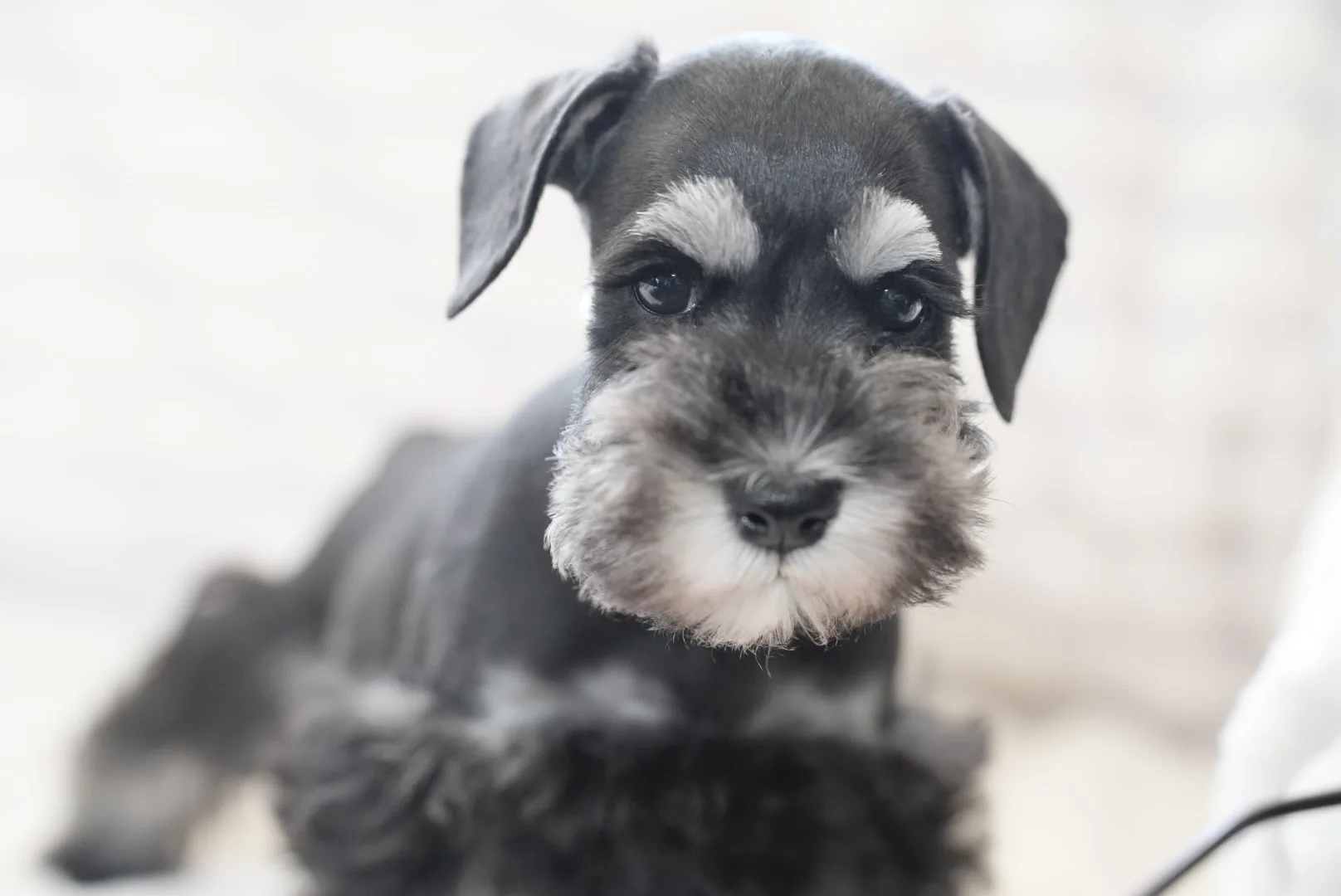 Snowflake Schnauzers miniature schnauzer