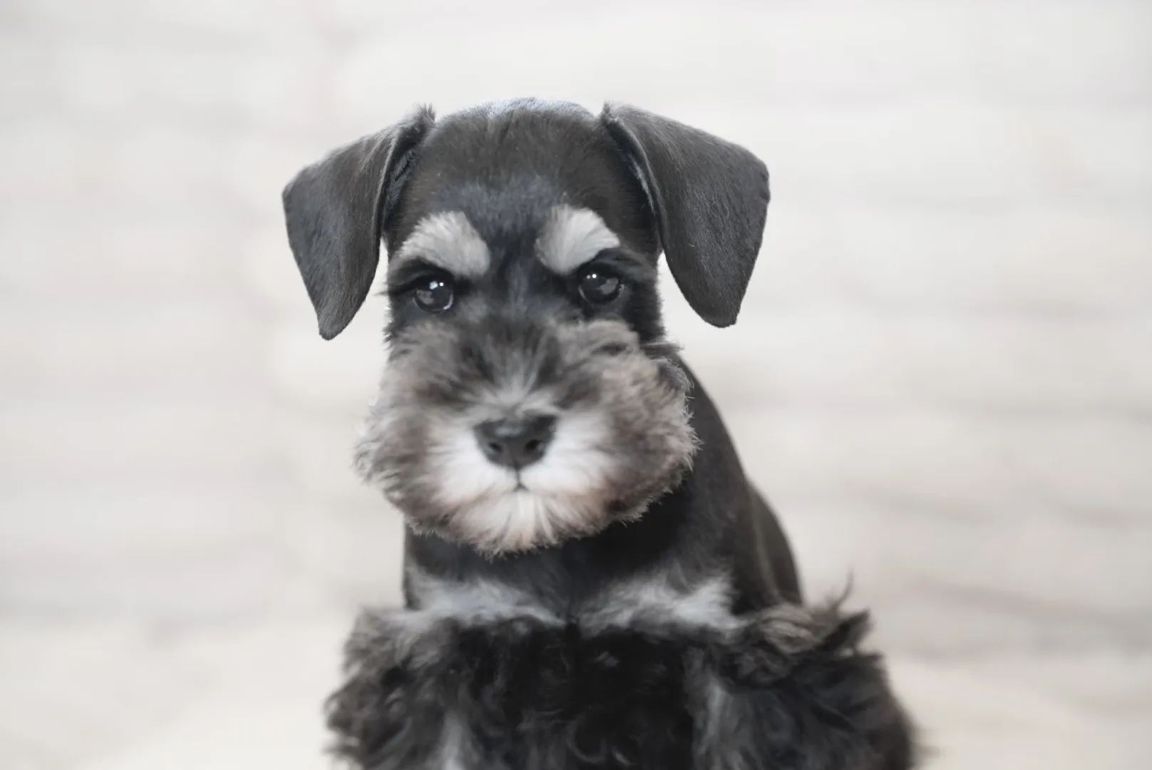 Snowflake Schnauzers miniature schnauzer