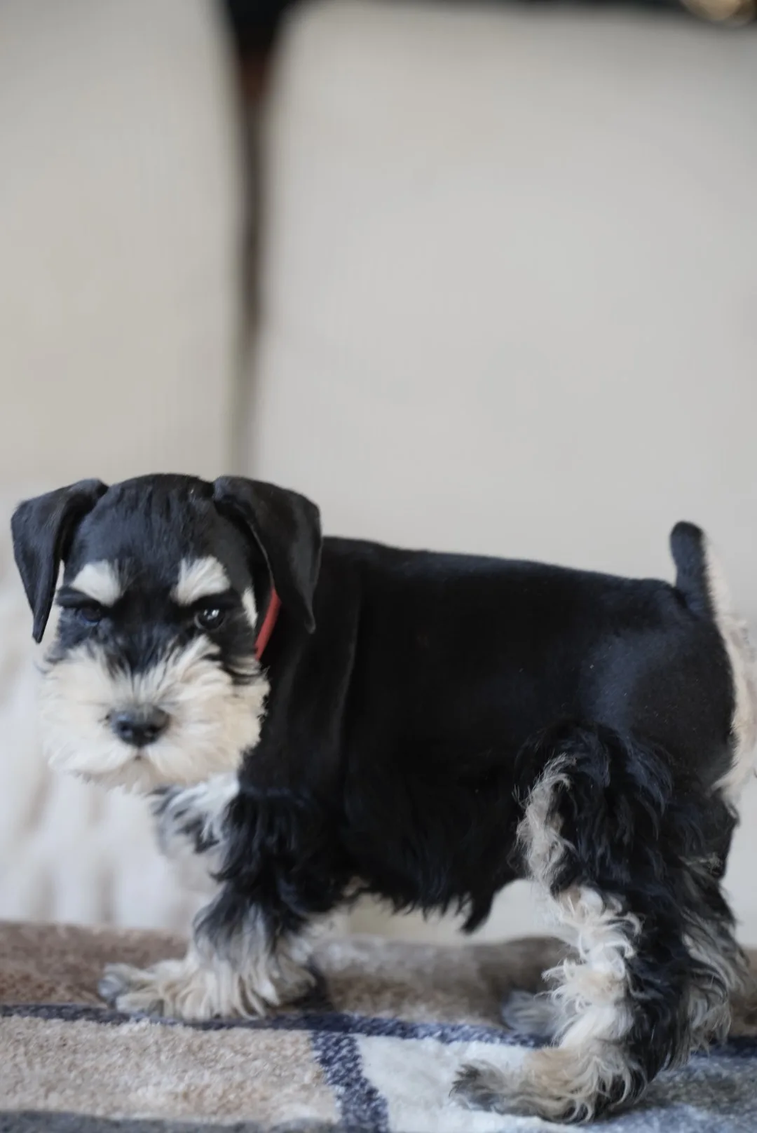 Snowflake Schnauzers miniature schnauzer