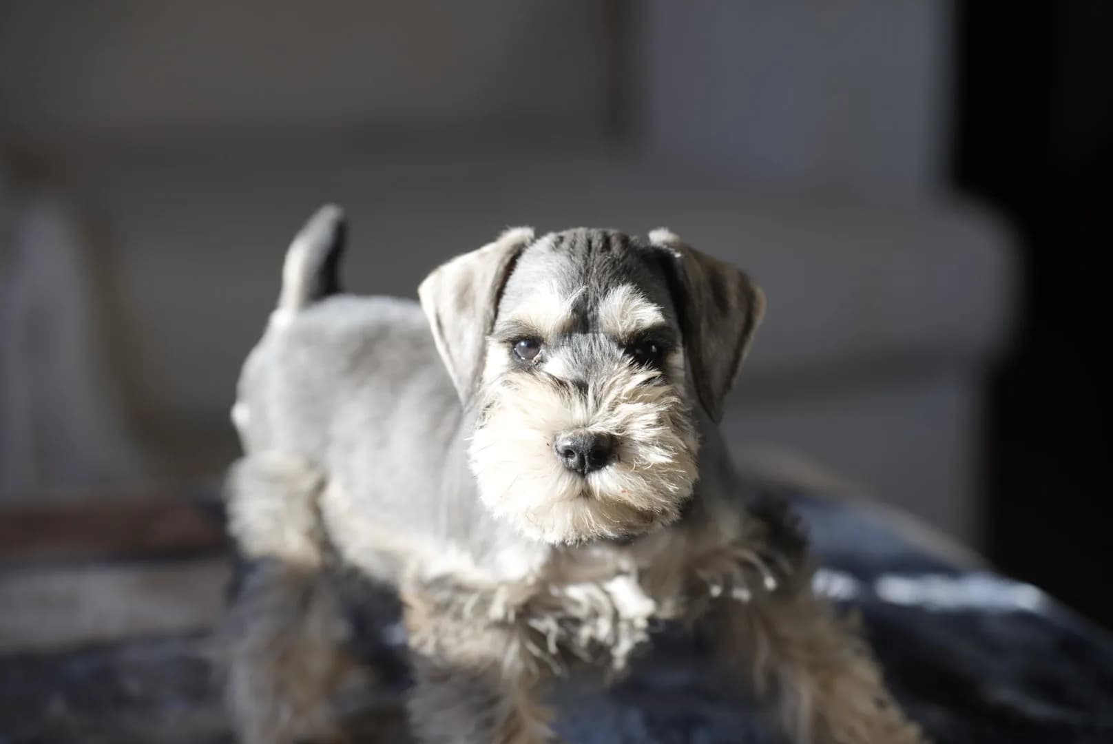 Snowflake Schnauzers miniature schnauzer
