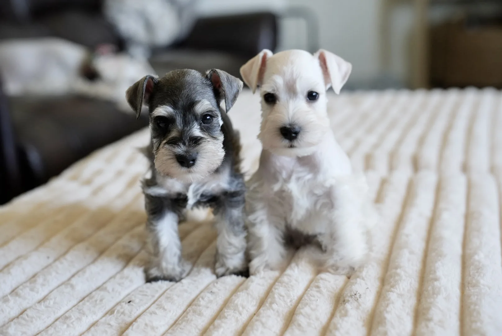 A salt and pepper and a white miniature schnauzer puppy walking down a hallway rug
