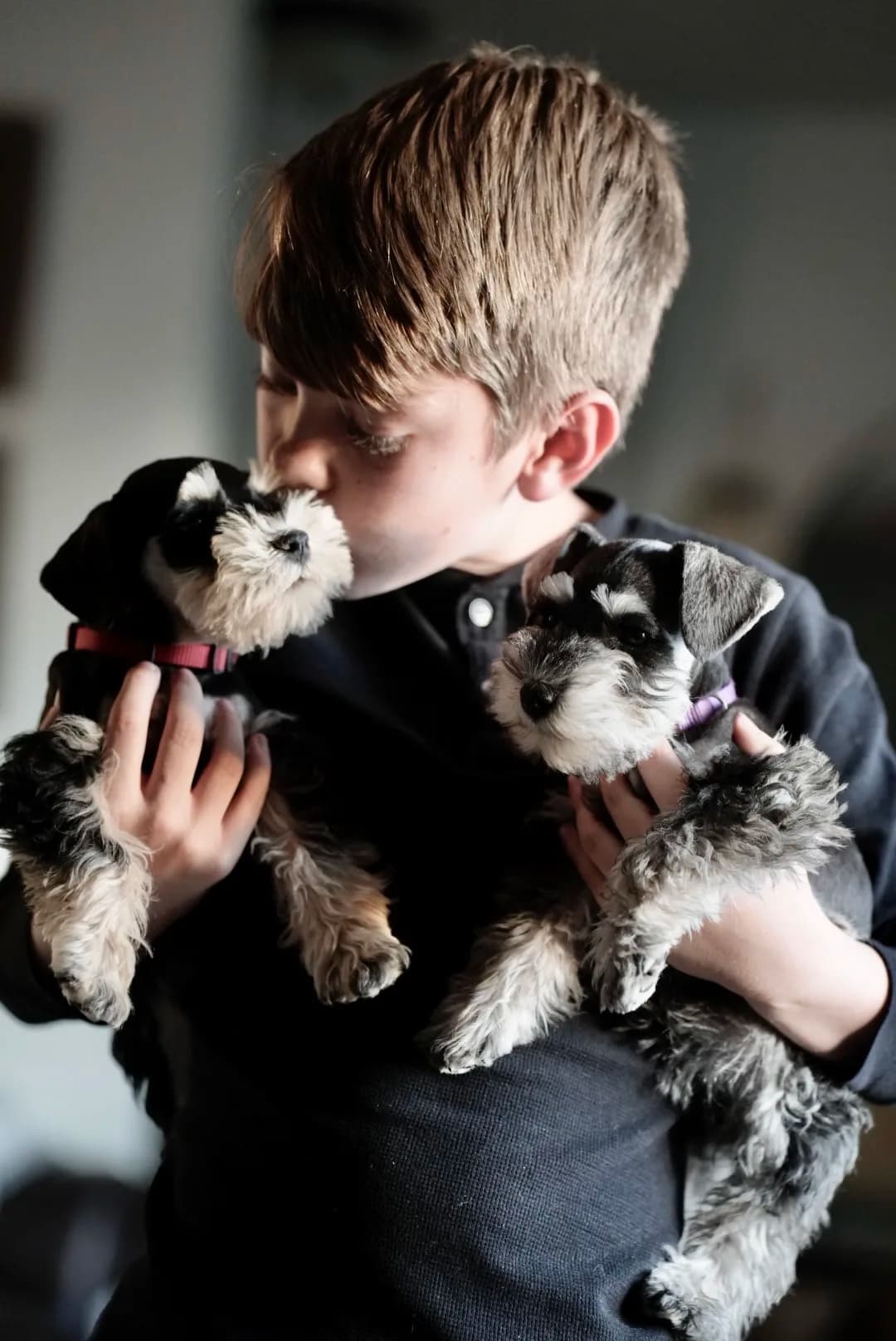 Snowflake Schnauzers miniature schnauzer