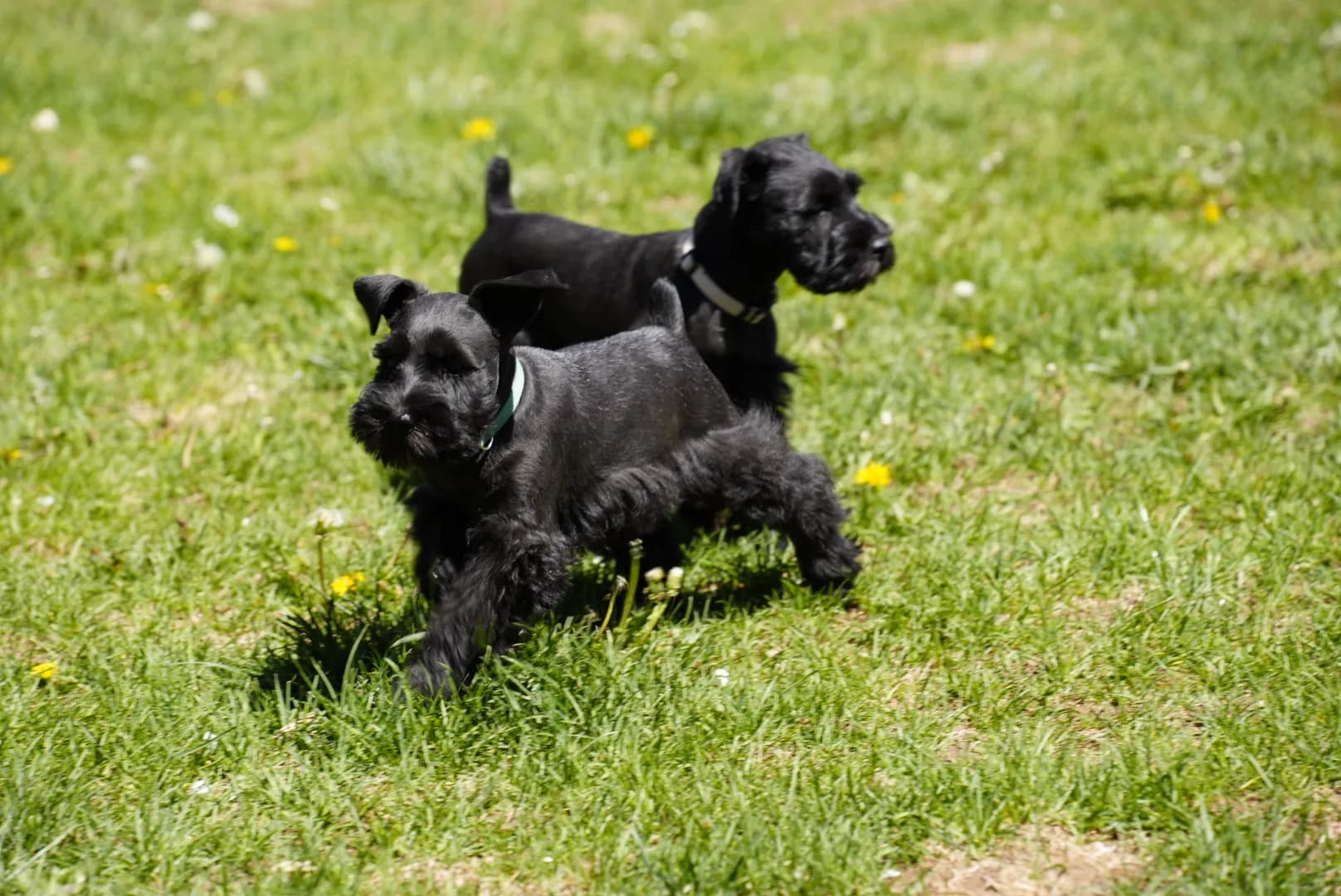 Snowflake Schnauzers miniature schnauzer