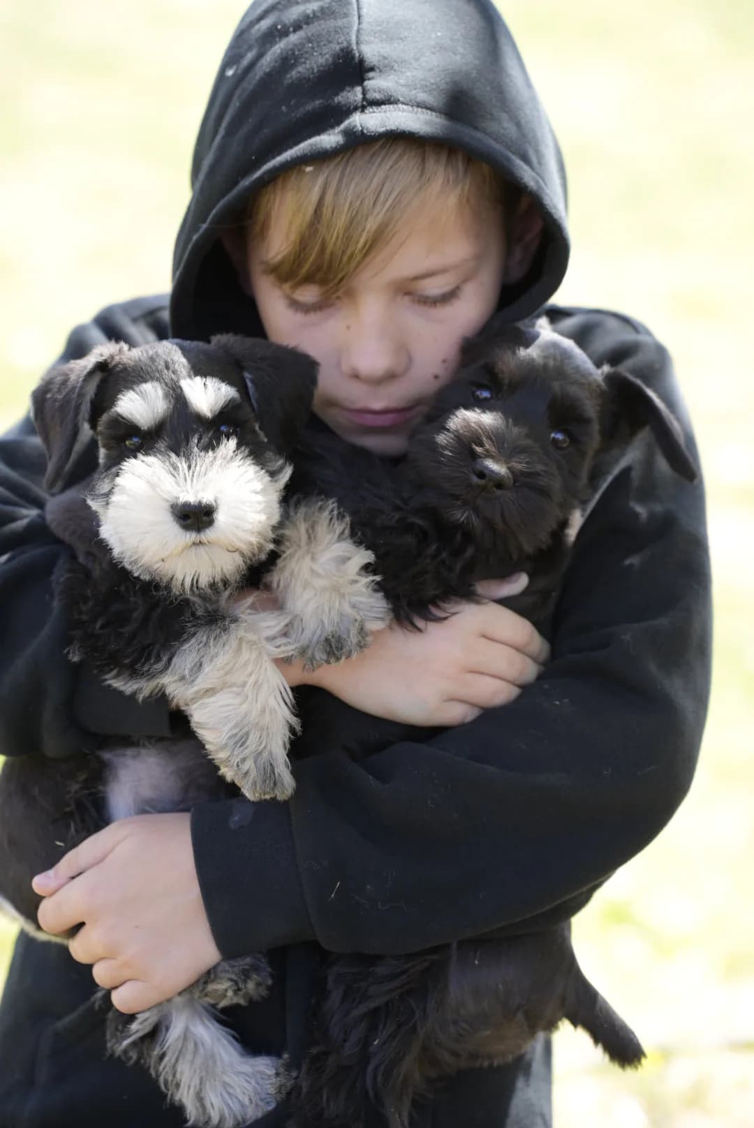 Snowflake Schnauzers miniature schnauzer