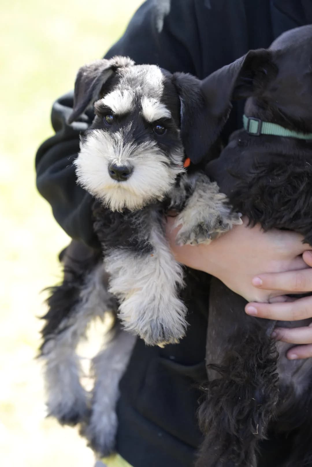 Snowflake Schnauzers miniature schnauzer