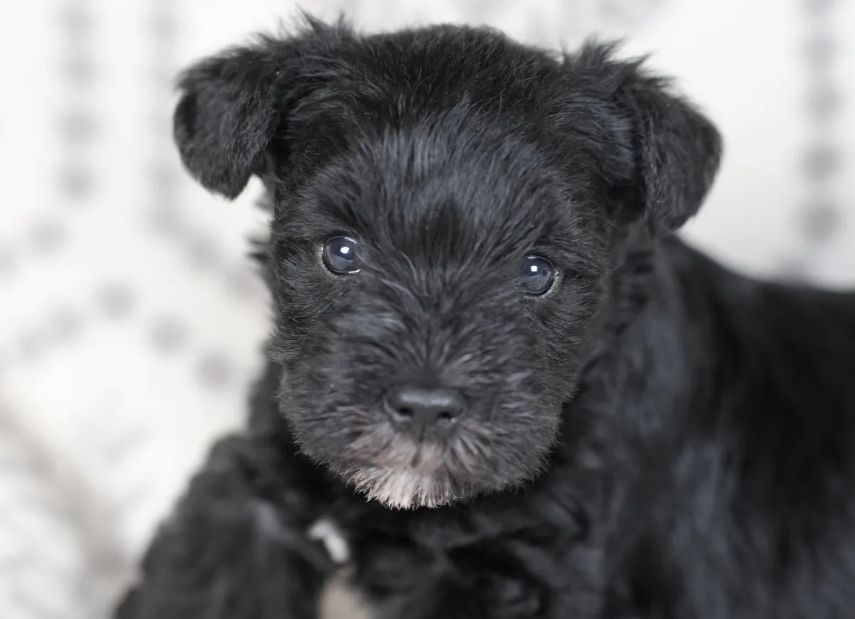 Snowflake Schnauzers miniature schnauzer
